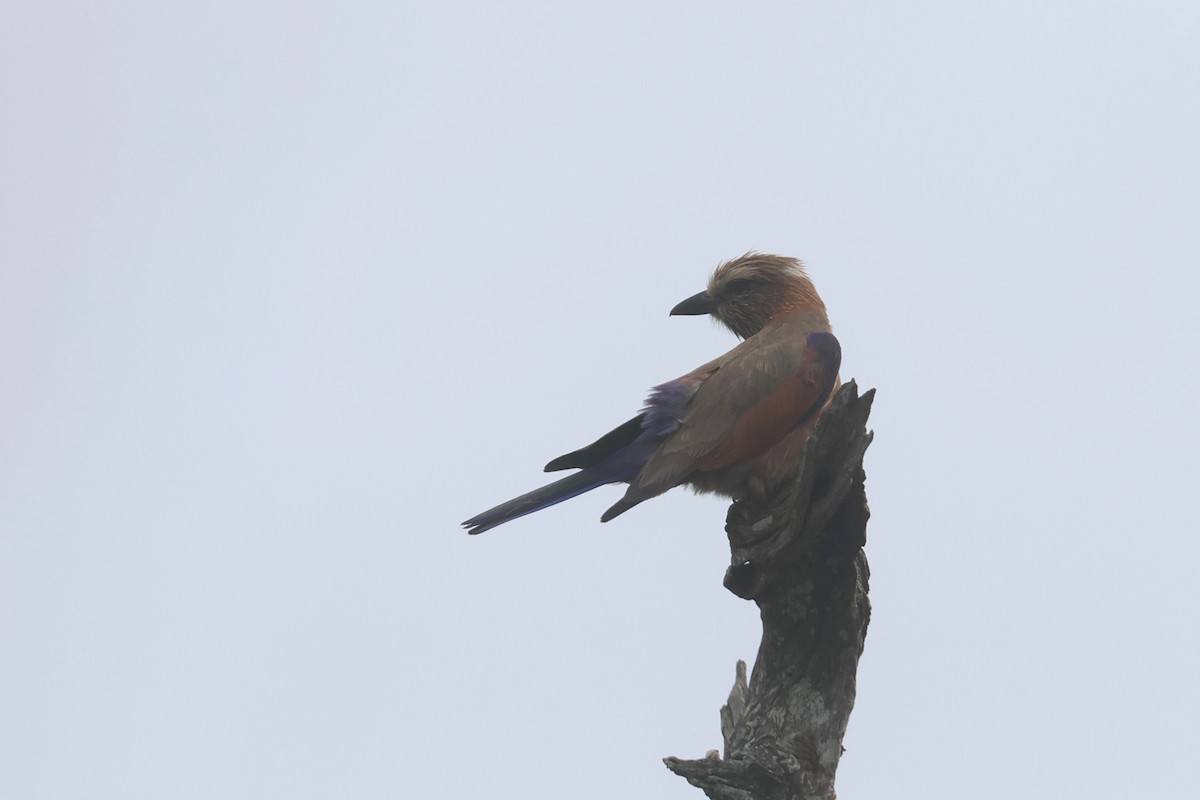 Purple Roller - ML646334545