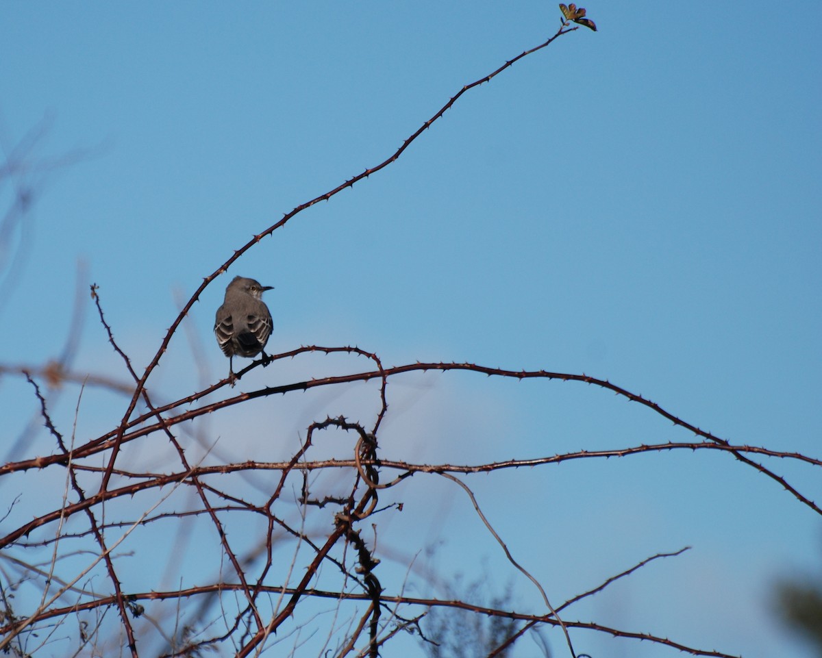 Northern Mockingbird - ML646334546