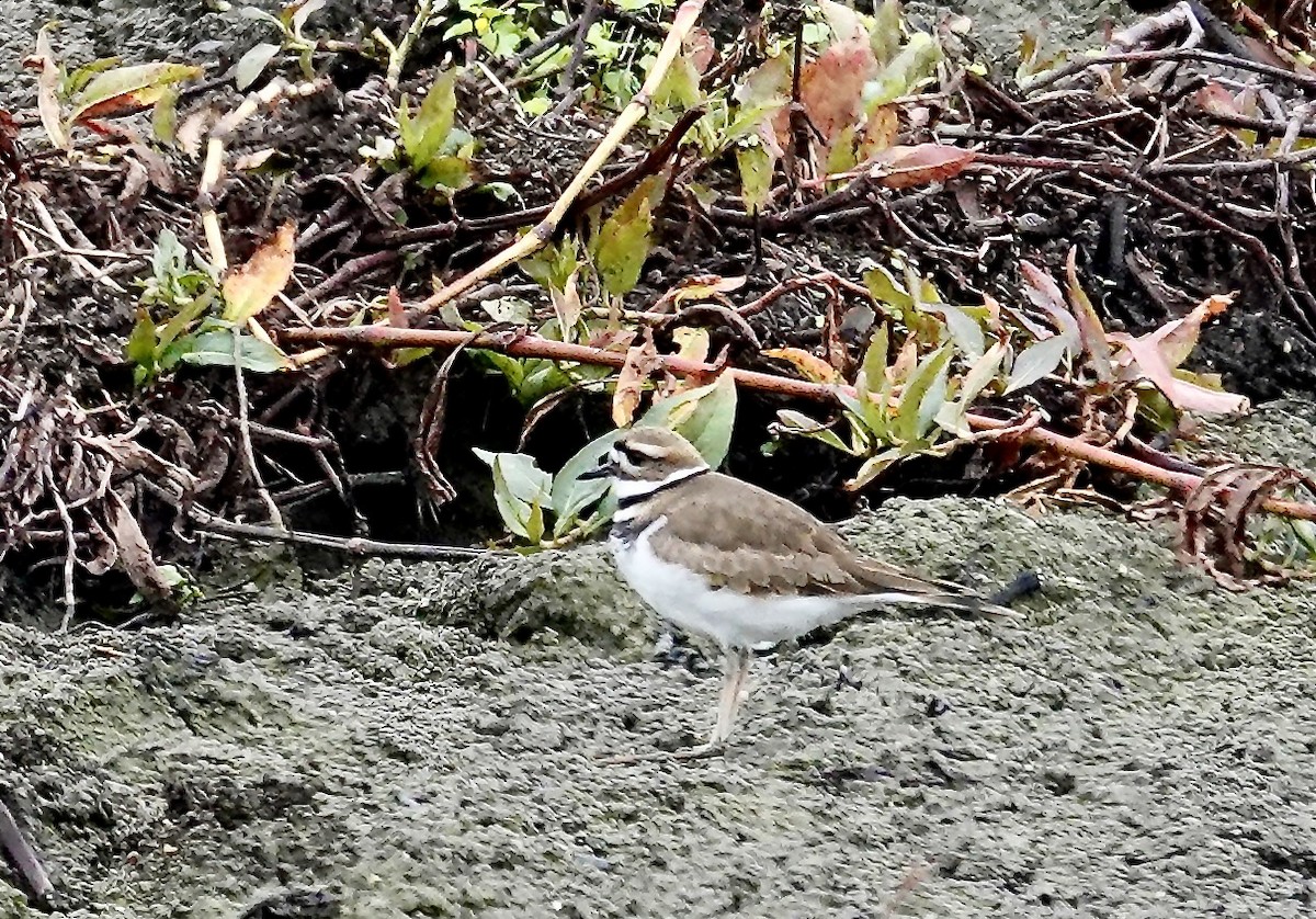 Killdeer - ML646334548