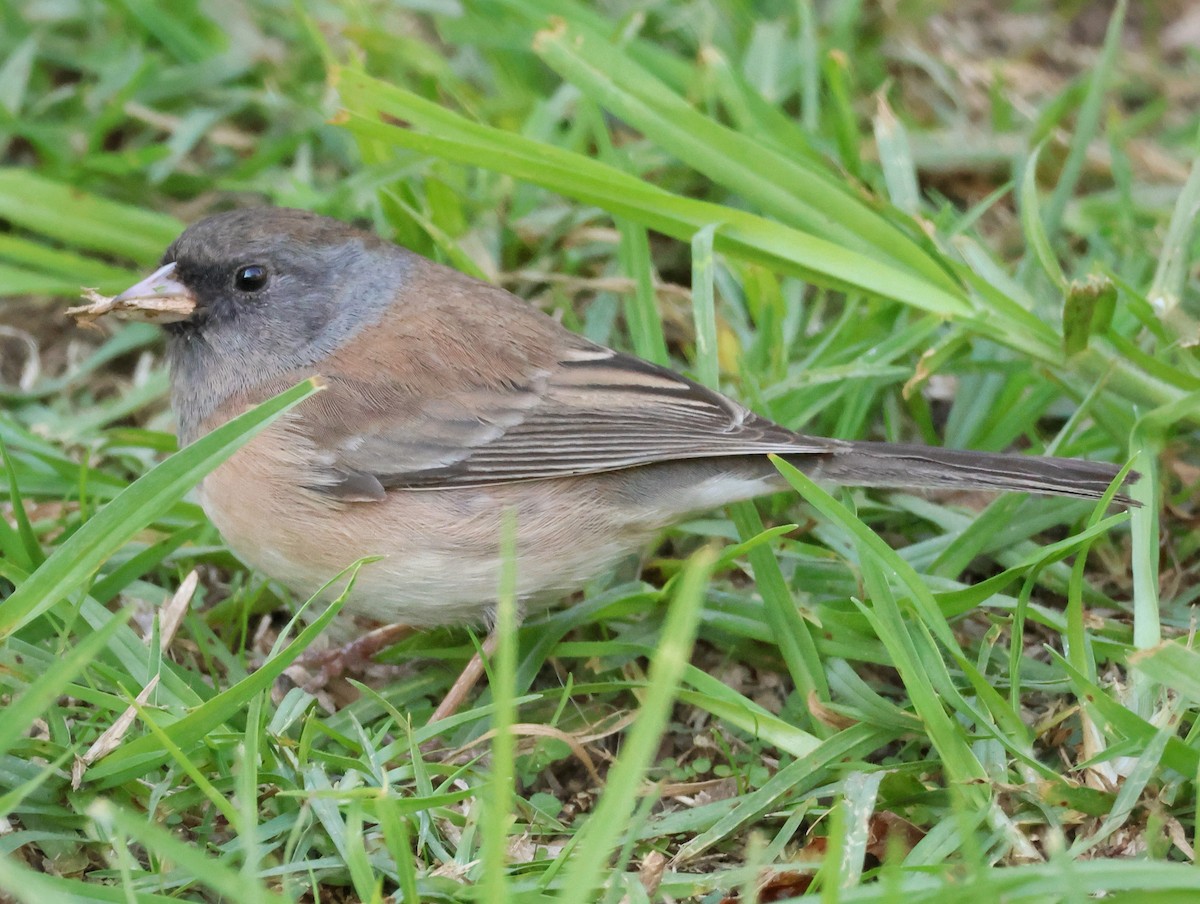 Dark-eyed Junco (Oregon) - ML646334551