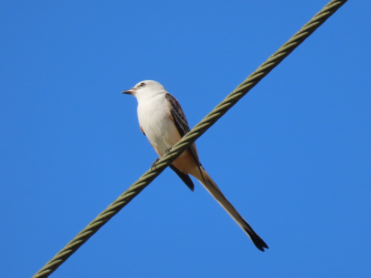 Tyran à longue queue - ML646334553