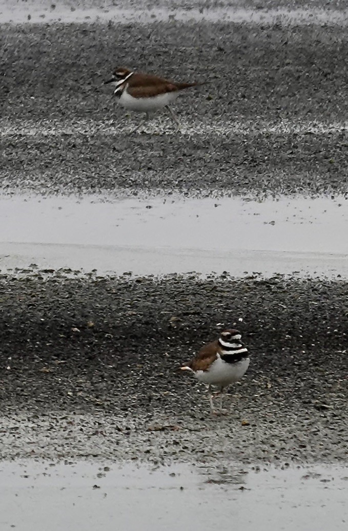 Killdeer - ML646334555