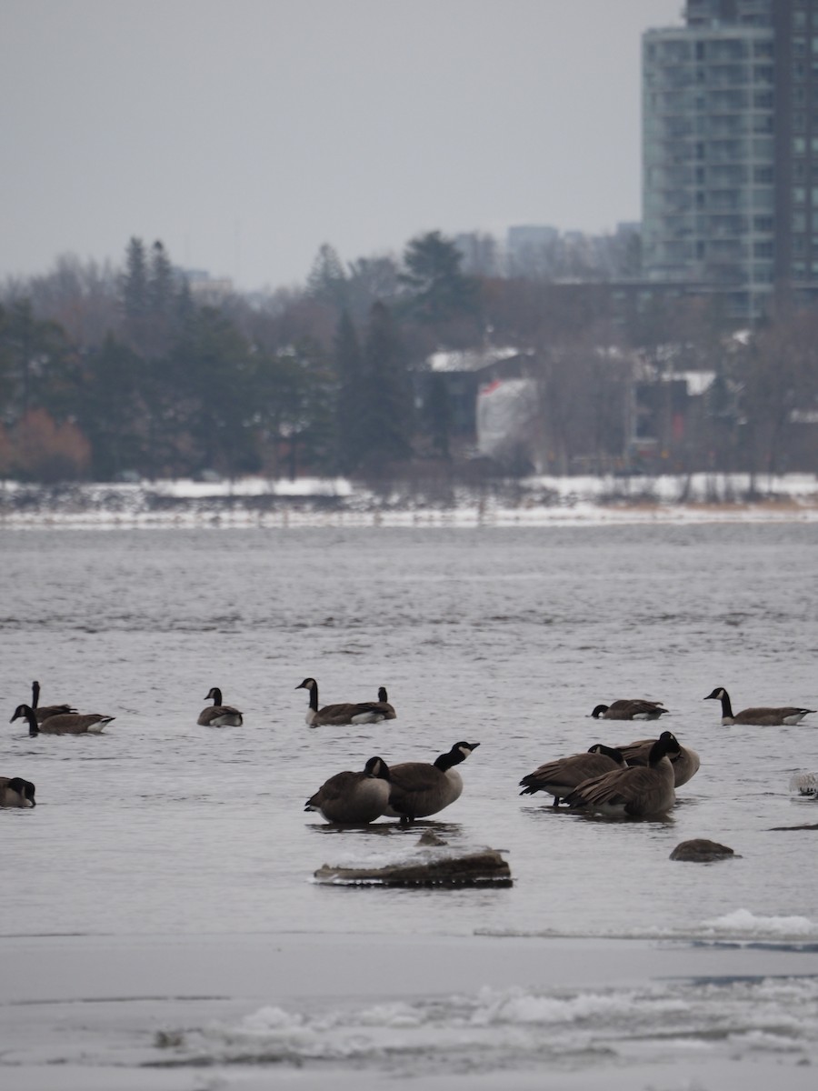 Canada Goose - ML646334556