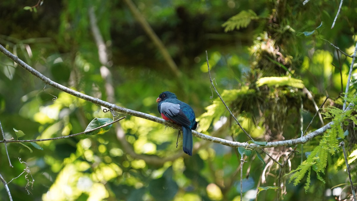 Trogon de Masséna - ML646334558