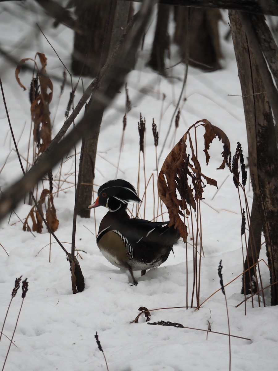 Wood Duck - ML646334561