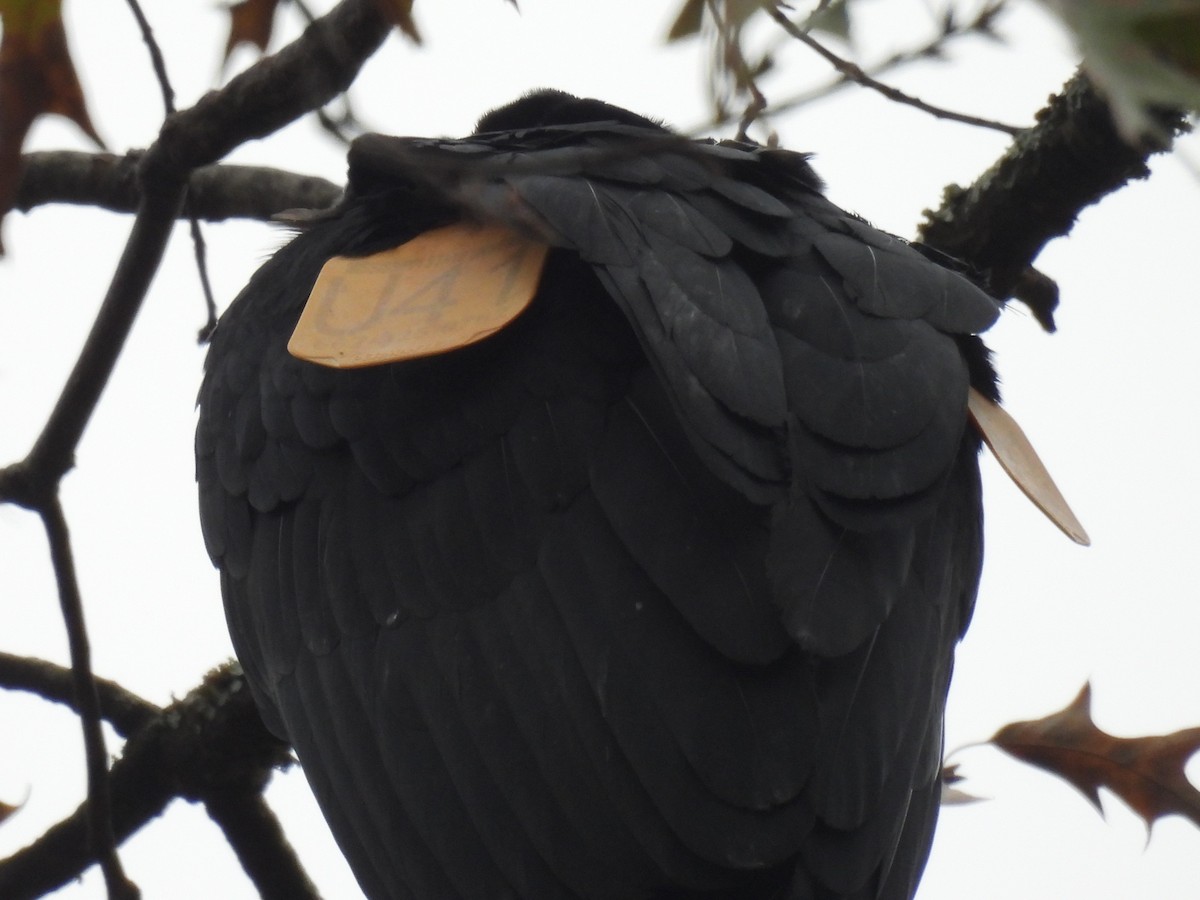 Катарта чорна - ML646334565