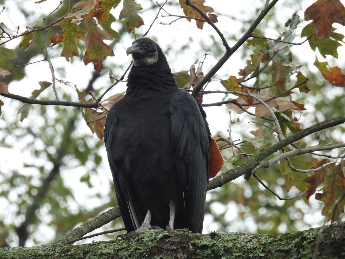 Катарта чорна - ML646334566