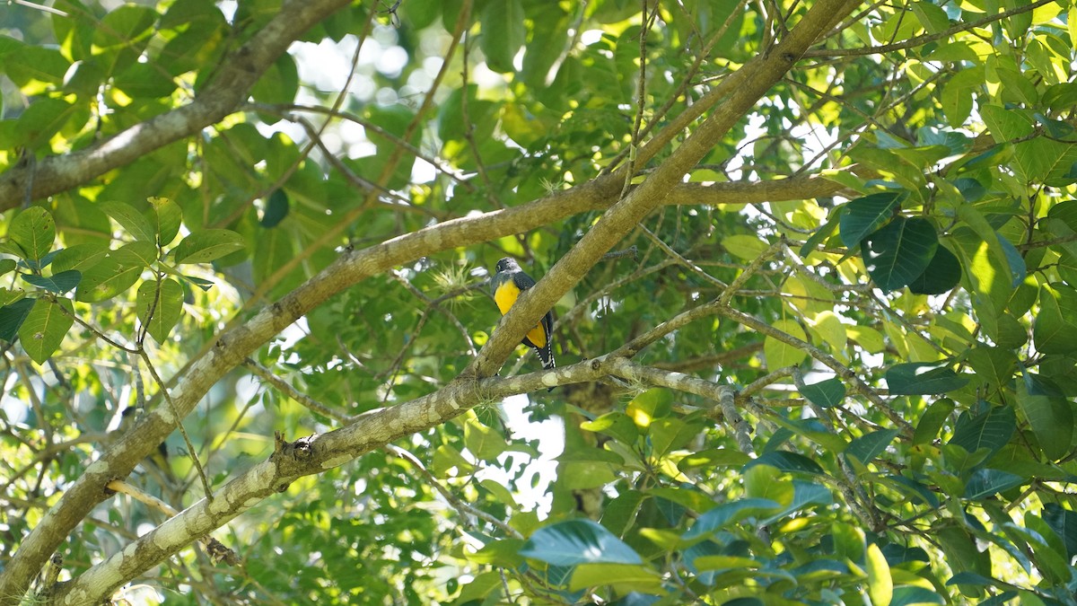 Trogon pattu - ML646334569