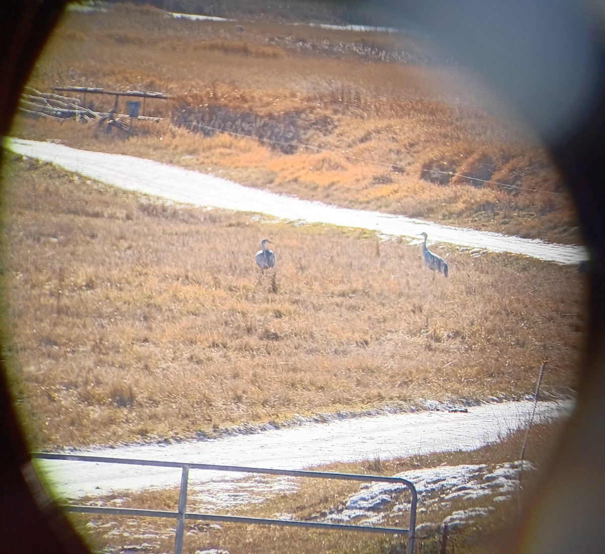 Sandhill Crane - ML646334570