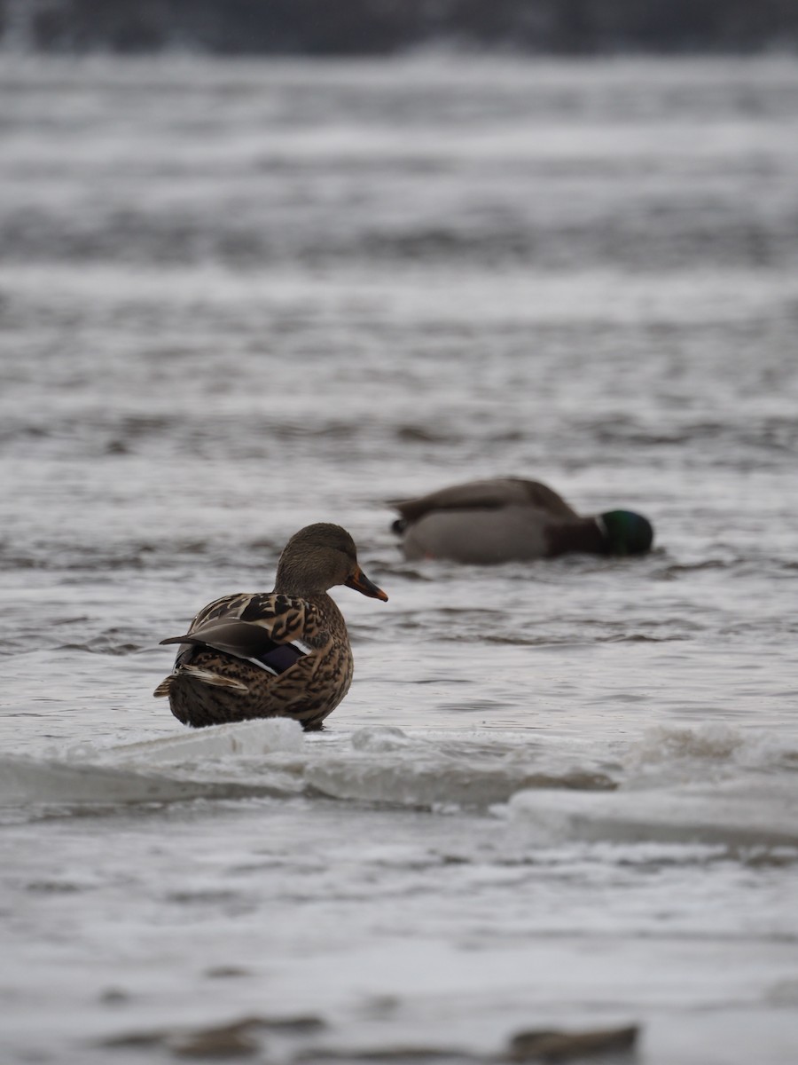 Mallard - ML646334571