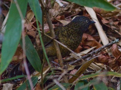 Scaly Laughingthrush - ML646334572