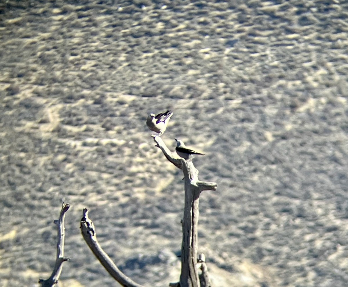 Clark's Nutcracker - ML646334573