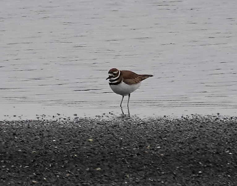 Killdeer - ML646334574