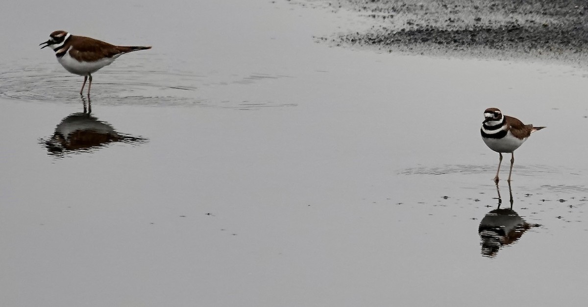 Killdeer - ML646334575