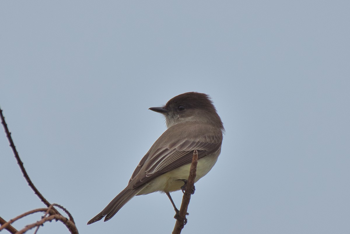 Eastern Phoebe - ML646334576