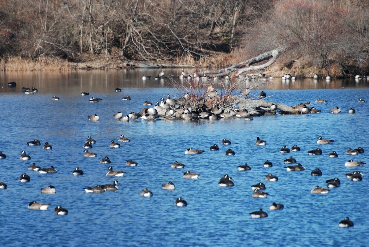 Canada Goose - ML646334577