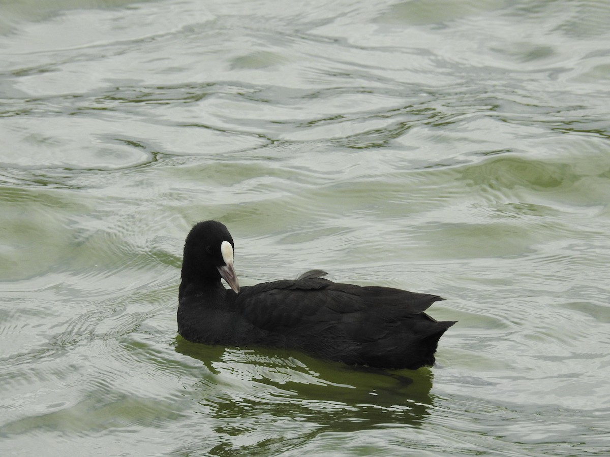 Eurasian Coot - ML646334579
