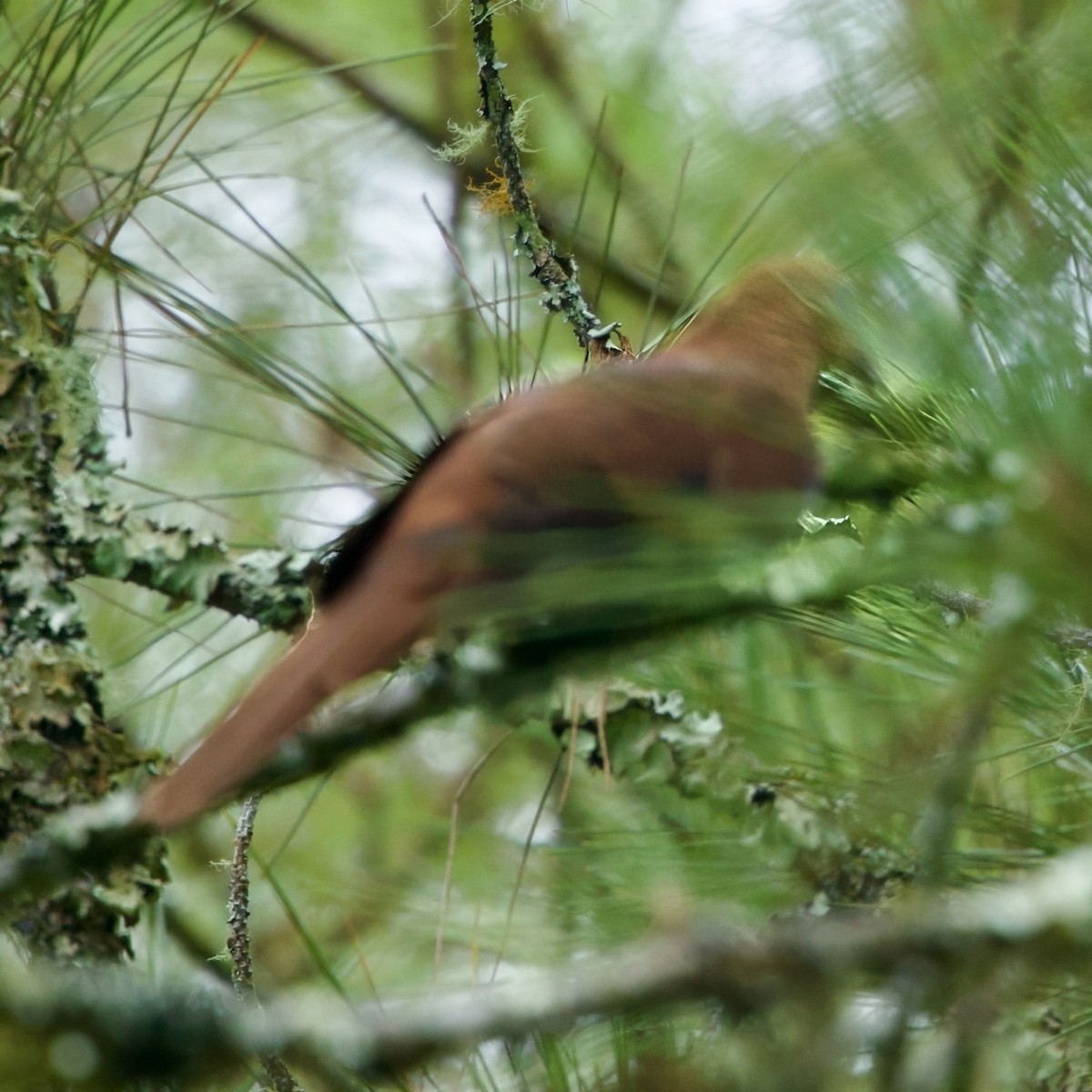 Ruddy Cuckoo-Dove - ML646334580