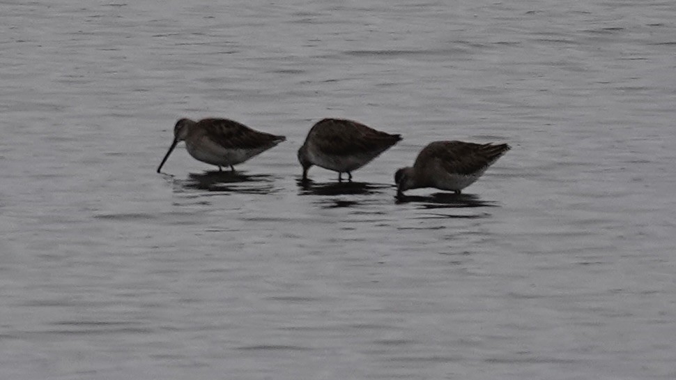 Short-billed Dowitcher - ML646334581