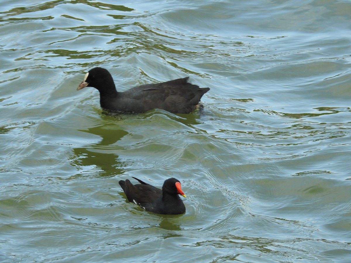 Eurasian Coot - ML646334583