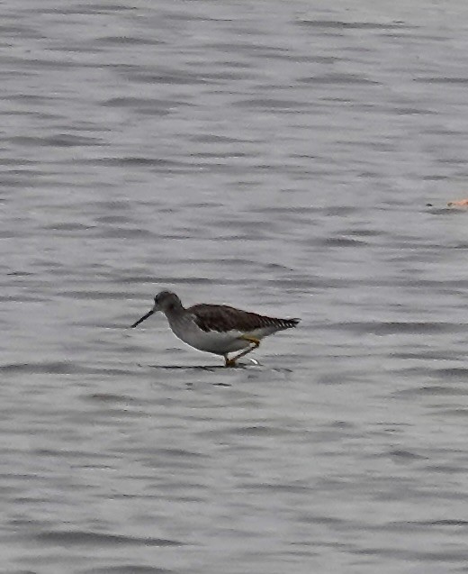 Greater Yellowlegs - ML646334584