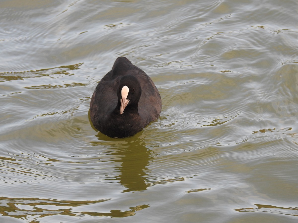 Eurasian Coot - ML646334585