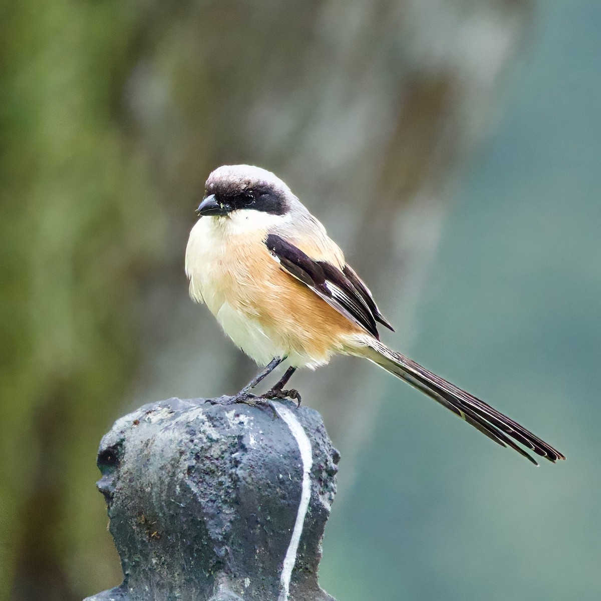 Long-tailed Shrike (bentet) - ML646334586