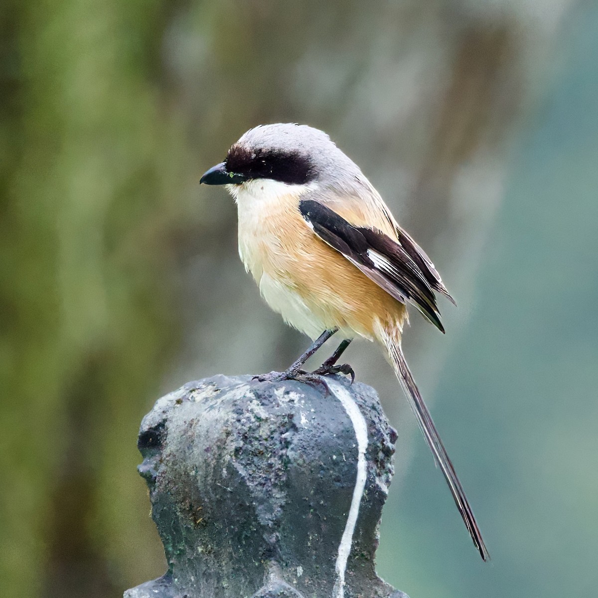 Long-tailed Shrike (bentet) - ML646334587