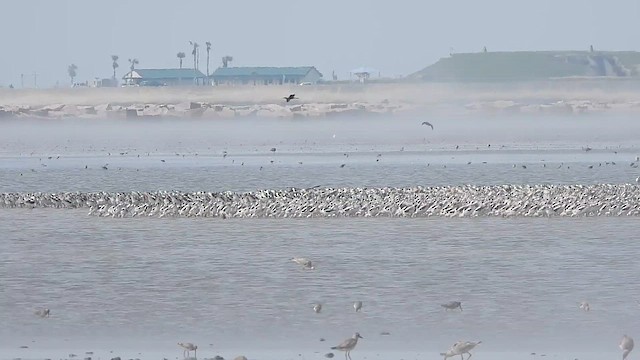 American Avocet - ML646334588