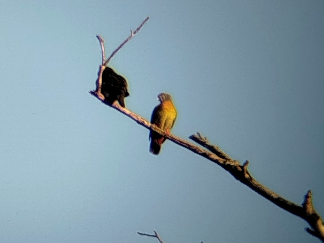 Little Green-Pigeon - ML646334589