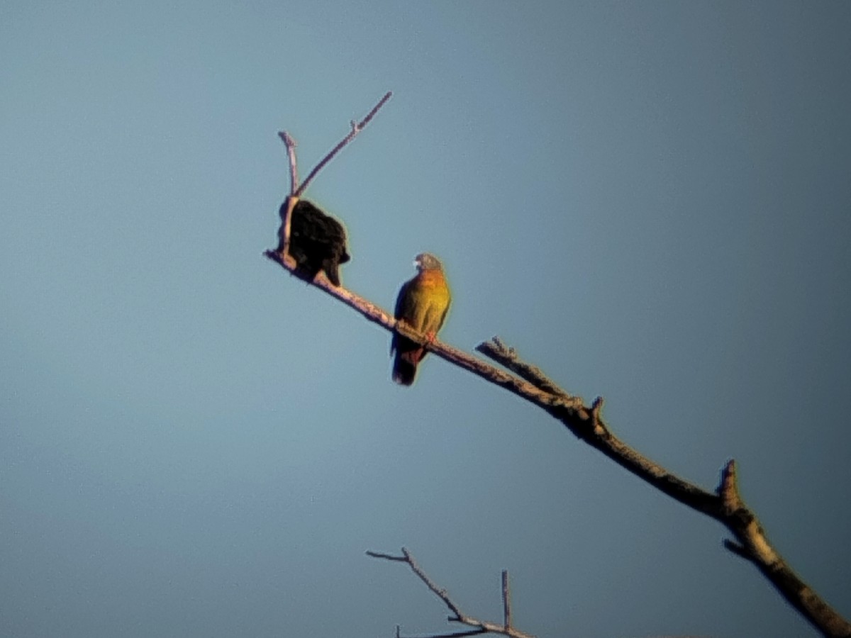 Little Green-Pigeon - ML646334590