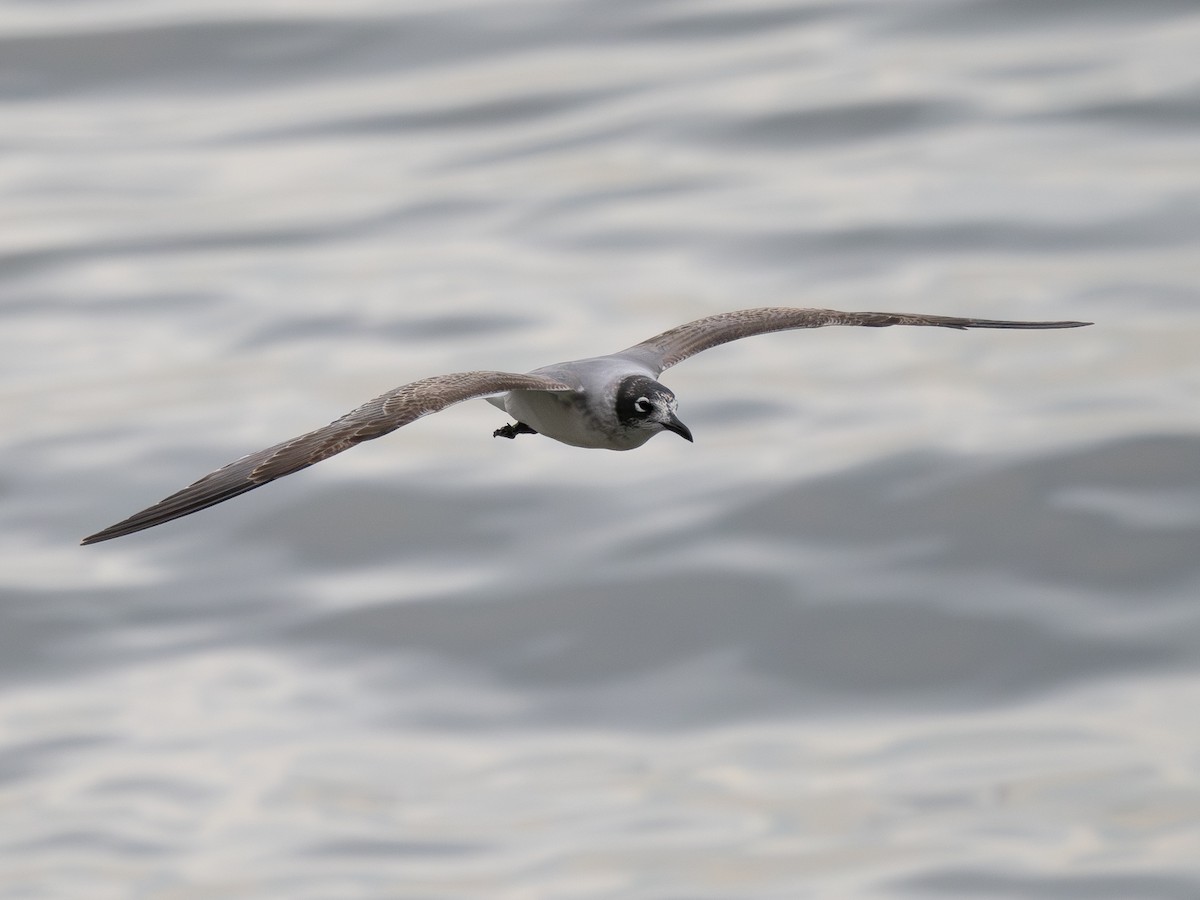 Franklin's Gull - ML646334591