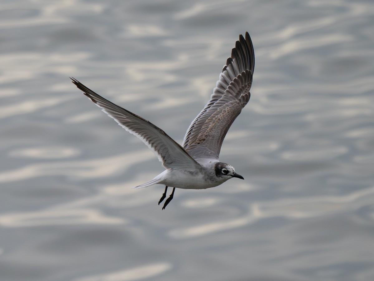 Franklin's Gull - ML646334592