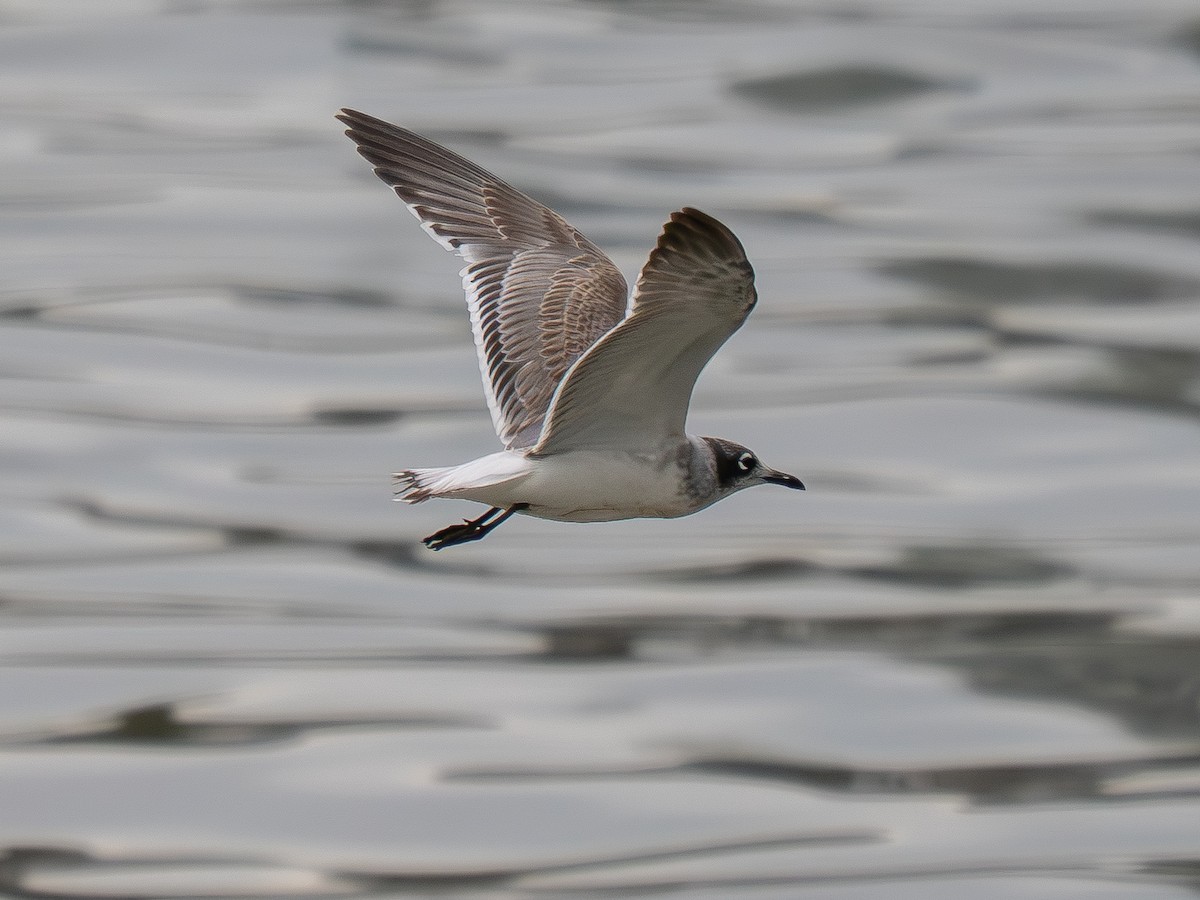 Franklin's Gull - ML646334593