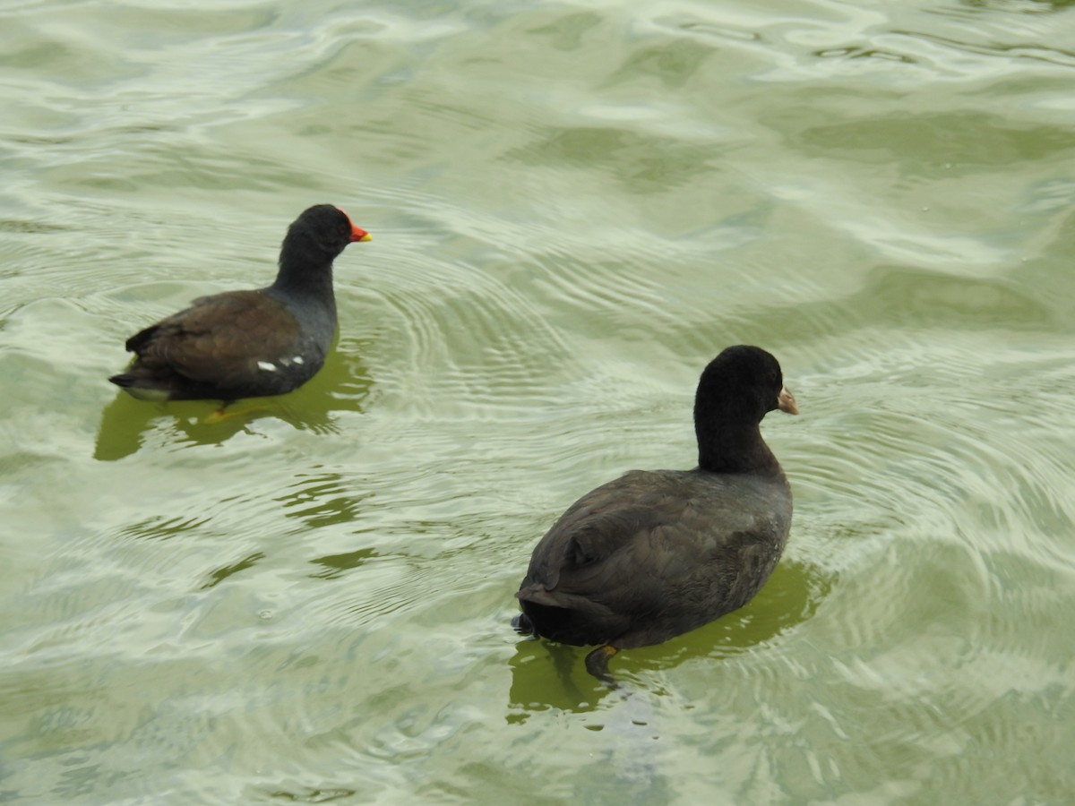 Eurasian Coot - ML646334594