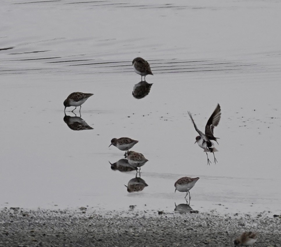 Least Sandpiper - ML646334595