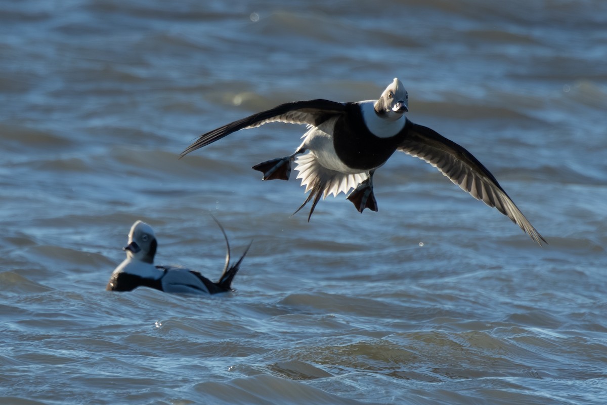 Long-tailed Duck - ML646334596