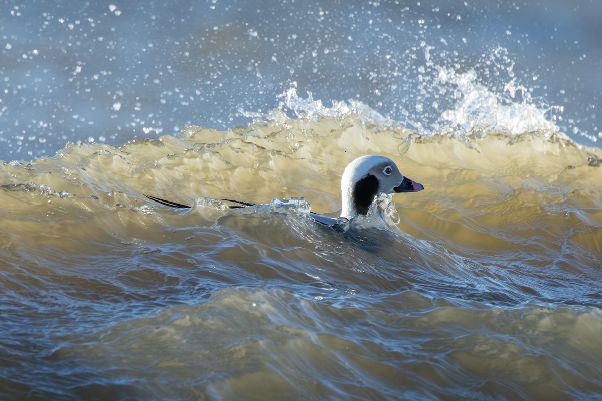 Long-tailed Duck - ML646334597