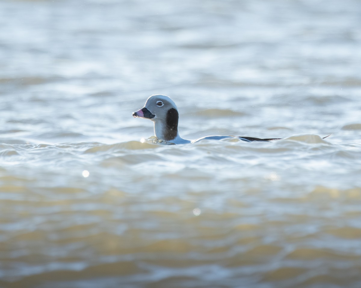 Long-tailed Duck - ML646334598