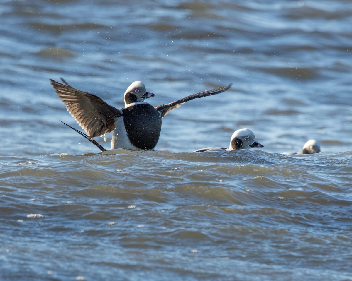 Long-tailed Duck - ML646334599