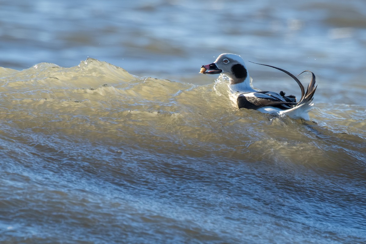 Long-tailed Duck - ML646334600