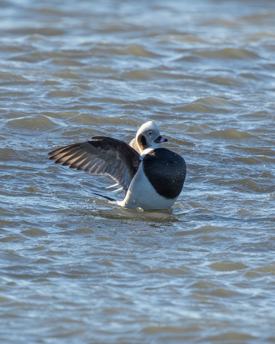 Long-tailed Duck - ML646334601