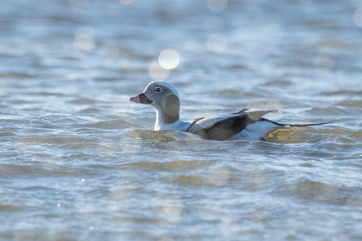 Long-tailed Duck - ML646334602