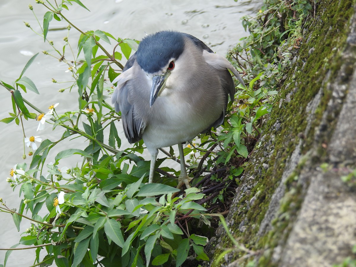 Black-crowned Night Heron - ML646334603