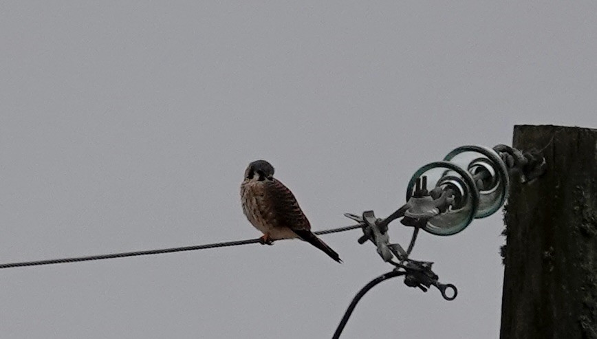American Kestrel - ML646334604
