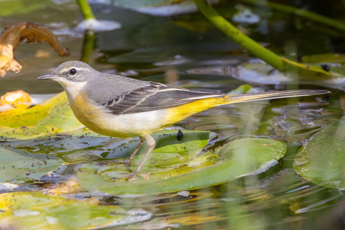 Gray Wagtail - ML646334605