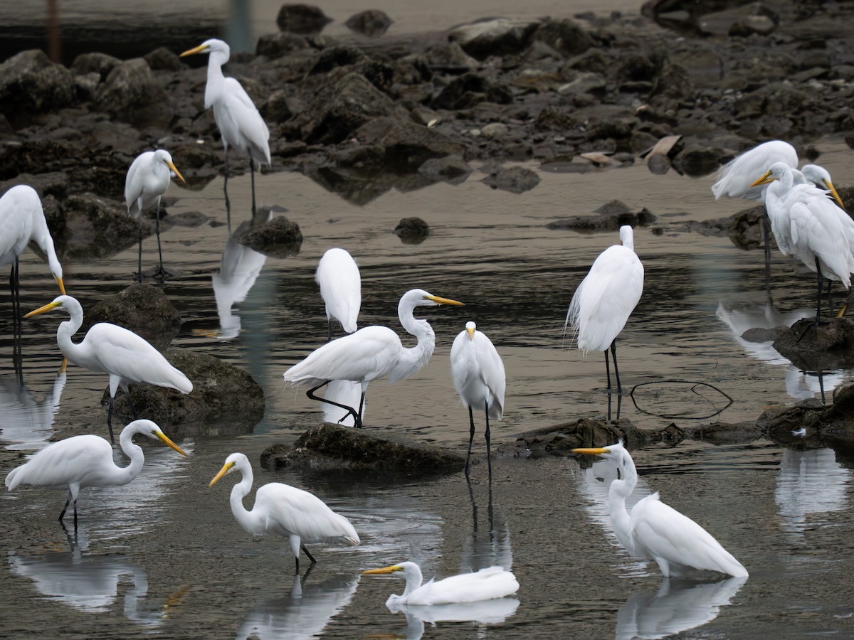 Great Egret - ML646334606