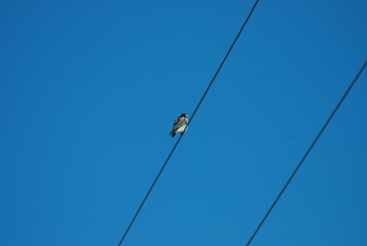 בז אמריקני - ML646334608