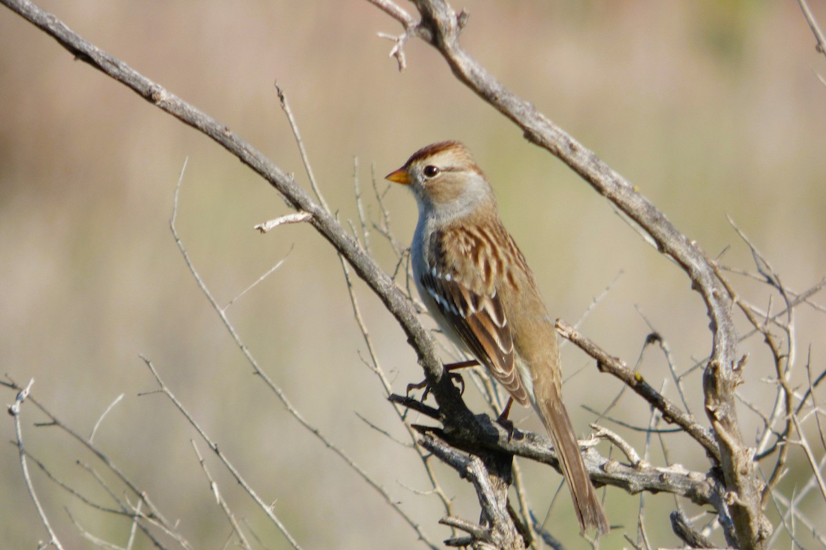 Белобровая овсянка - ML646334612