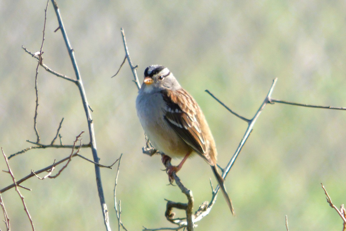 Белобровая овсянка - ML646334613